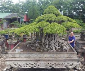 Mãn nhãn những cây sanh thế 'lạ' khiến nhiều đại gia chơi cây cảnh săn lùng
