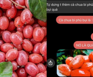 Anh chàng quên tiếng mẹ đẻ và quả 'cà chua bi phủ bụi' hack não dân mạng