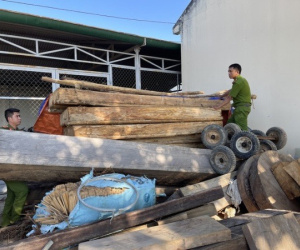 Lâm tặc hạ gỗ quý gần chốt bảo vệ rừng