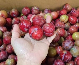 Mận hậu Mộc Châu trái mùa, năm nay giá rẻ chưa từng thấy