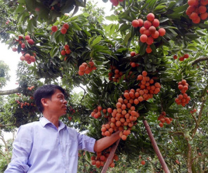 Chuyện đại gia chân đất: Nuôi gà thu 1.500 tỷ, bán trái cây gom 8.000 tỷ