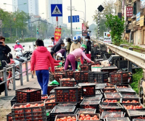 40.000 đồng/10kg cà chua 'giải cứu', mách chị em cách bảo quản cà chua được lâu và chế biến được nhiều món ăn hấp dẫn