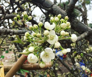 Hà Thành mua hoa lê chơi Rằm, dân buôn bán hết veo 1.000 cành