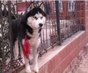 Mua Husky đắt tiền trông nhà, khổ chủ gặp ngay cái kết đắng