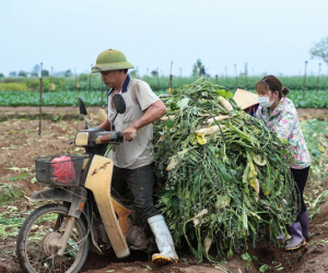 Nông dân Hà Nội vứt hàng chục tấn củ cải