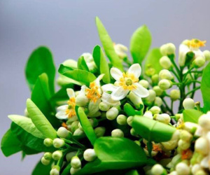 350.000 đồng/kg, dân Hà thành vẫn đua nhau mua hoa bưởi về cúng Rằm tháng Giêng