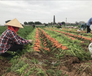 Lộ nguyên nhân khiến tiêu thụ nông sản, gia cầm ở Hải Dương vẫn bị ùn ứ