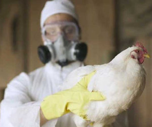 WHO khuyến cáo Việt Nam cần đề cao cảnh giác nhiễm cúm A (H5N8) từ gia cầm sang người