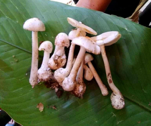 Cả gia đình cùng nhập viện do ăn phải nấm độc nhất trong các loại nấm