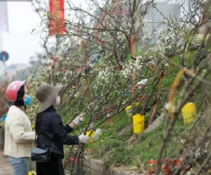 Người Hà Nội rộ mốt chơi hoa lê tiền triệu sau Tết, chuyên gia lên tiếng: 'Nên cấm việc chặt lê rừng'