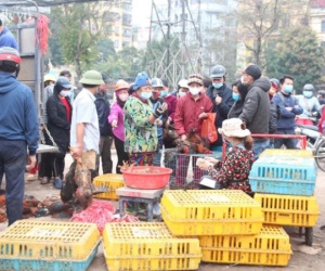 Người dân Hà Nội 'giải cứu' 20 tấn gà đồi Hải Dương chỉ trong 5 ngày