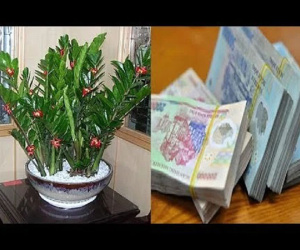 'Hối lộ' Thần Tài bằng cách đặt 5 loại cây này lên bàn thờ giúp gia chủ làm gì cũng phát, viên mãn thành công