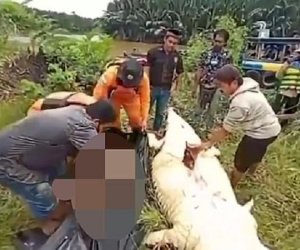 Hãi hùng bé trai 8 tuổi bị cá sấu nuốt chửng ở Indonesia