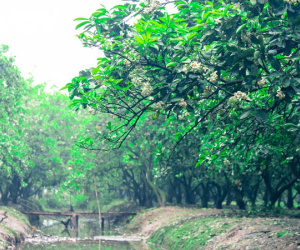 Hoa bưởi bung nở trắng trời ở làng trồng bưởi nổi tiếng Hà Nội