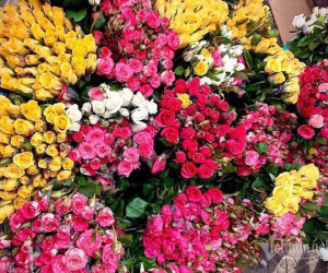 Hoa hồng tăng giá gấp 5, dân buôn tranh mua nhà vườn cháy hàng