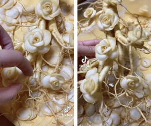 Sự thật về củ 'nhân sâm mọc hoa' có giá gần 3 triệu đồng, dân mạng xôn xao vì quá đẹp