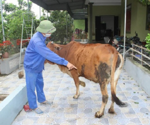 Trâu bò ở Nghệ An và Hà Tĩnh xuất hiện bệnh 'lạ' hàng loạt, nổi u cục sần sùi trên toàn thân