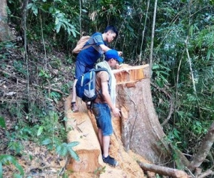 Để gỗ quý bị đốn hạ, một trạm trưởng vướng lao lý