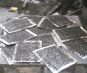 Mắc màn ăn cơm để trốn ruồi bùng phát từ bãi rác