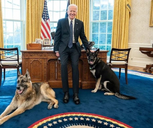 Chó cưng của tổng thống Biden bị gửi về quê vì cắn mật vụ