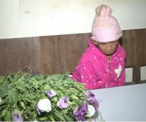 Cụ bà 86 tuổi trồng thuốc phiện trên nương