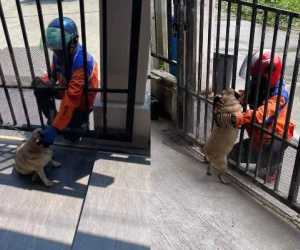 Chú chó 'mê trai' và cái kết khá tốn tiền dành cho 'con sen'