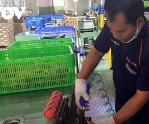 Doanh nghiệp TPHCM mong chính sách gia hạn thuế kéo dài