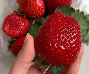 Dâu tây Mộc Châu đắt hơn đồ Nhật, về Hà Nội giá vip 1 triệu đồng/kg
