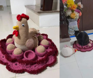 Con sen khổ sở vì 'hoàng thượng' có sở thích ấp trứng, vừa kỳ công đan móc được ổ gà để trang trí nội thất đã bị mèo béo phá tan tành