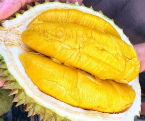 Sầu riêng ngon nhất thế giới ồ ạt về Việt Nam, rẻ chưa từng có