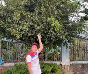 Hoài Linh khoe cây 8 tỷ ra quả, tiết lộ điều bất ngờ về mình năm mười mấy tuổi