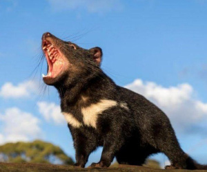 Chấn động nước Úc: Hàng loạt quỷ Tasmania tử vong bí ẩn