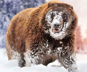 'Cocaine Bear': Chuyện về chú gấu đen đủi ăn hết hơn 30 cân ma túy, những gì xảy ra sau đó đã đi vào huyền thoại