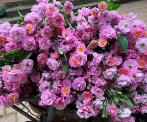 Năm chỉ có một mùa, Hà thành đổ xô mua hoa dại thôn quê chơi xuân