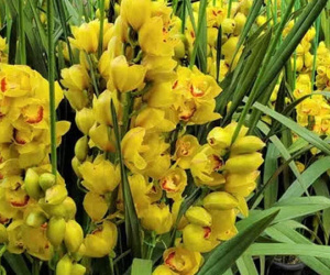 Hoa quý phục vụ nhà giàu đổ đống, rẻ như rau, hoa dại thôn quê đắt hàng, không đủ bán
