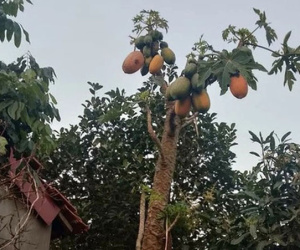 Ngày đầu về ra mắt đã bị bố bạn trai sai ra vườn hái 2 quả đu đủ, cô gái liền 'cầu cứu' dân mạng vì lý do này