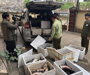Cá tầm Trung Quốc nhập lậu tràn lan, Tổng cục Quản lý thị trường chỉ đạo khẩn