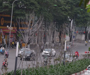 Hà Nội: Hàng cây phong lá đỏ trơ trụi như củi khô