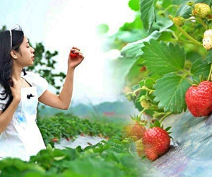 Video: Tự tay hái quả ở vườn dâu tây 40.000 cây chín mọng giữa Hà Nội