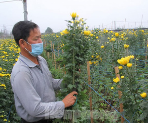 Người dân làng Tây Tựu phấn khởi vì giá hoa 'hồi sinh'