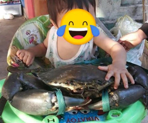 Dân mạng 'xỉu ngang xỉu dọc' với chú cua nặng 7kg ở Móng Cái, ăn một cái càng thôi cũng đủ no cả ngày