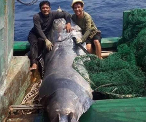 Ngư dân hợp lực đưa con cá cờ nặng hàng tạ lên bờ, thương lái trả ngay 40 triệu đồng