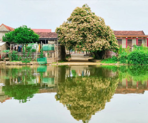 Mùa hoa Bún nở rộ mộc mạc bên dòng Kiến Giang