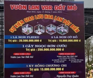 Lý do công an khó xử lý vụ bán lan đột biến 250 tỷ ở Quảng Ninh