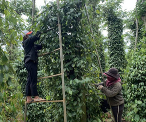 Giá hồ tiêu đảo chiều giảm mạnh
