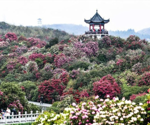 Biển hoa đỗ quyên tự nhiên lớn nhất thế giới