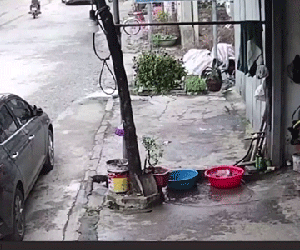 Video cá 'vượt ngục' khỏi chậu ở Tuyên Quang lên báo Anh
