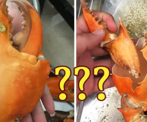 Hì hục đập con cua to đùng ra được miếng thịt bé tí, cả nhà bức bối tưởng bị lừa nhưng dân mạng lại chỉ ra sự thật sau
