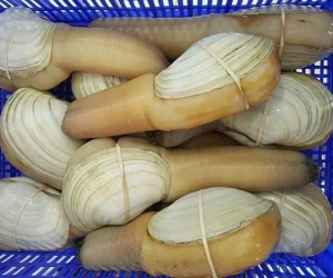 Ốc vòi voi khổng lồ đổ về Việt Nam, giá rẻ chưa từng có
