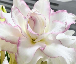 Loại hoa ly siêu đắt đỏ, chị em Hà thành ráo riết lùng mua